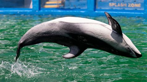 SeaWorld San Antonio welcomes dolphin Li’i, Lolita’s companion, from Miami Seaquarium